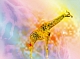 girafe arc en ciel.jpg